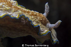 The Nudi looked over his shoulder

NIKON D7000 in a Sea... by Thomas Bannenberg 
